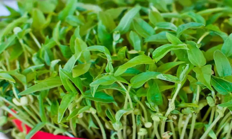 کاشت سبزه لوبیا سفید