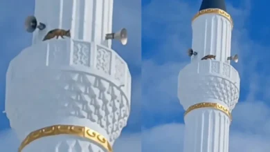 یک روباه به بالای مناره مسجدی در ترکیه رفت