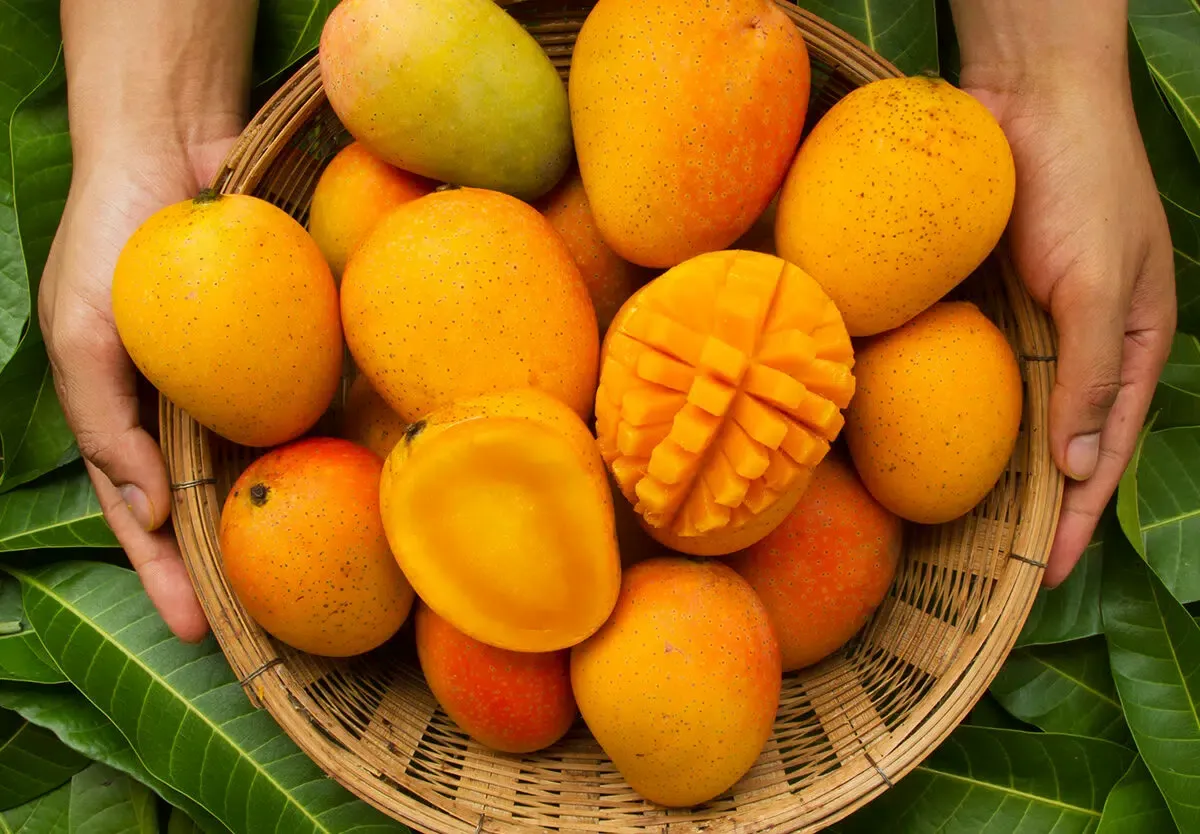 Mango