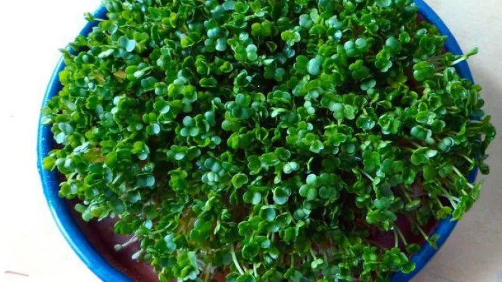 سبزه دانه چیا