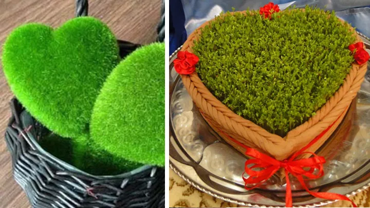کاشت سبزه عید به شکل قلب