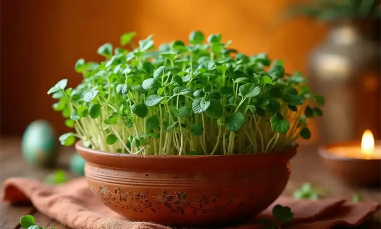 کاشت سبزه گاودانه