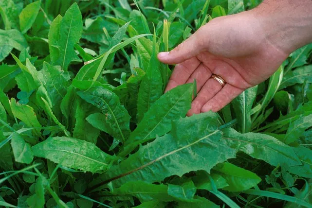 کاسنی