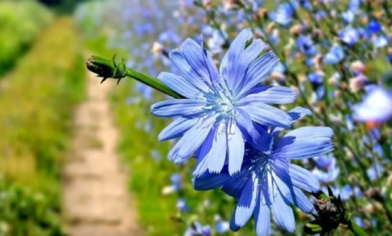 کاسنی