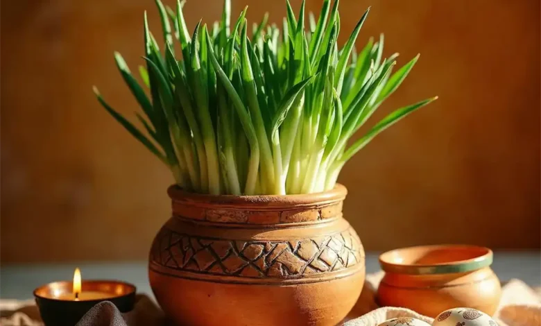 کاشت سبزه سیر