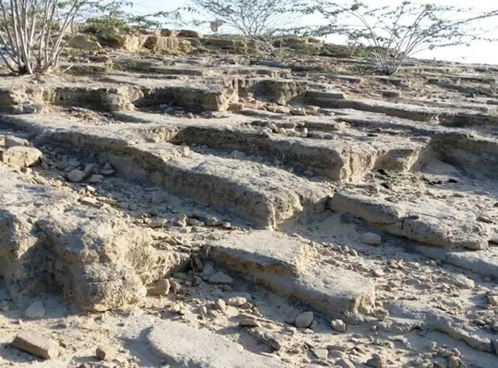 اجنه