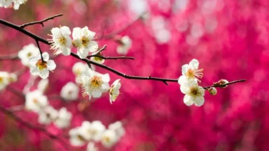 شلوار جین سفید