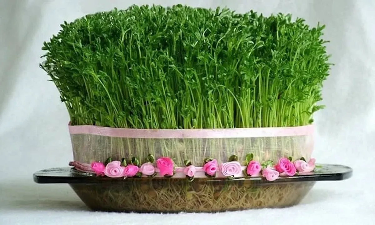 ترفند ساده تازه نگه داشتن سبزه عید تا سیزده بدر1