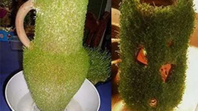 کاشت سبزه عید به شکل قلب