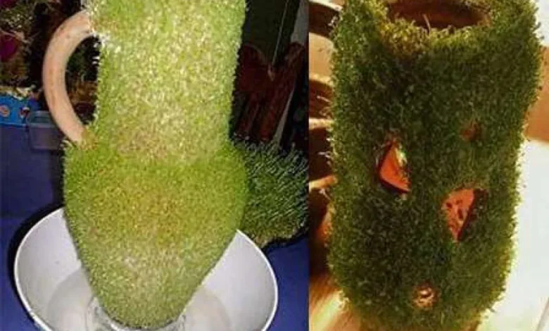 کاشت سبزه عید روی کوزه