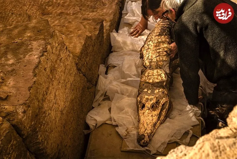 تمساح‌