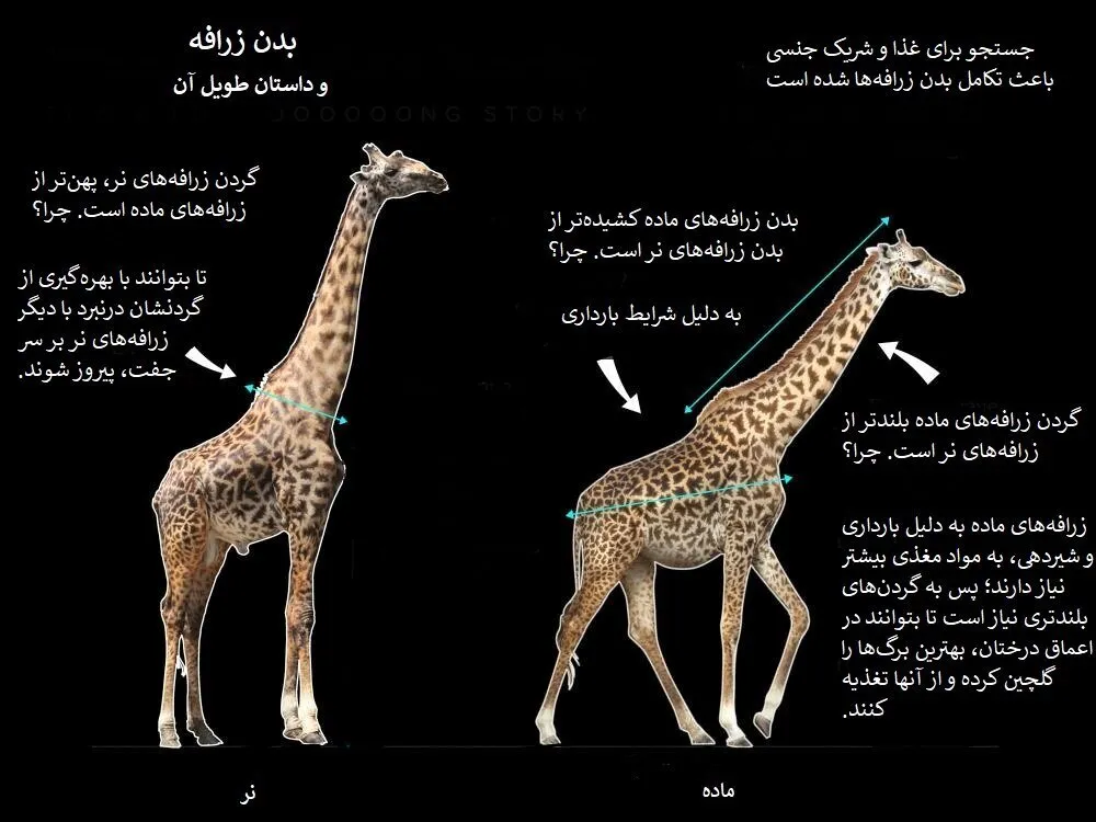 زرافه‌