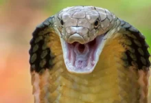 زره