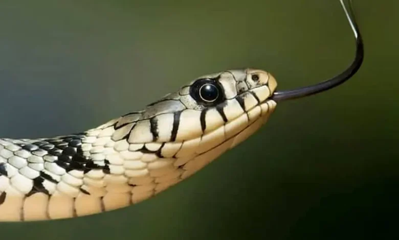 بستنی