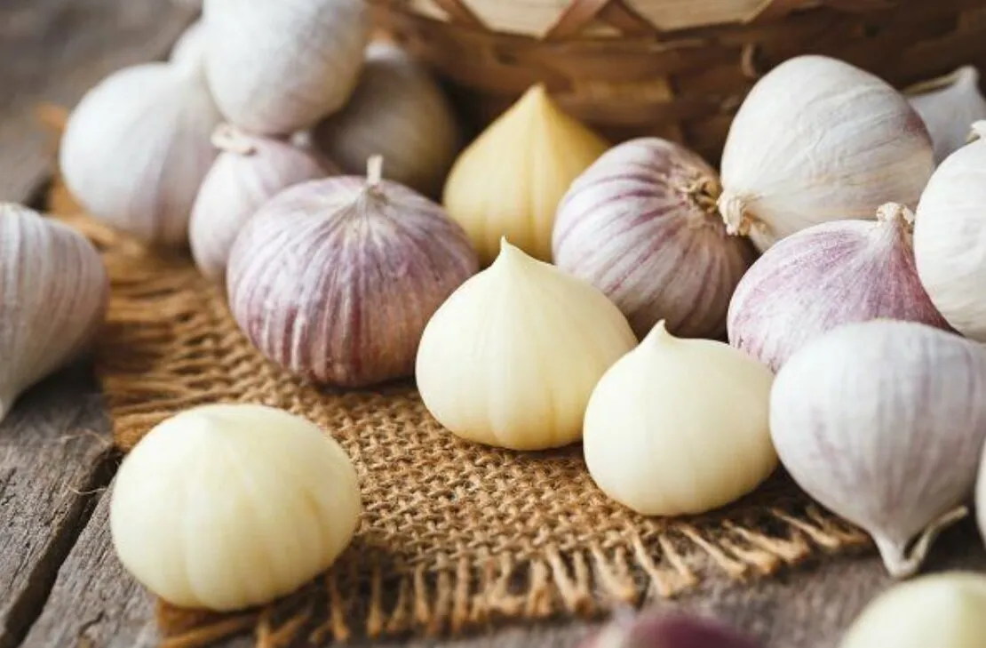 همه چیز در مورد سیر تک‌حبه‌ای عکس2