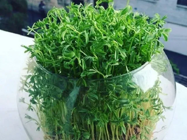 سبزه