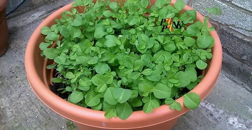 سبزه
