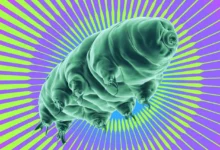 درمان سرطان