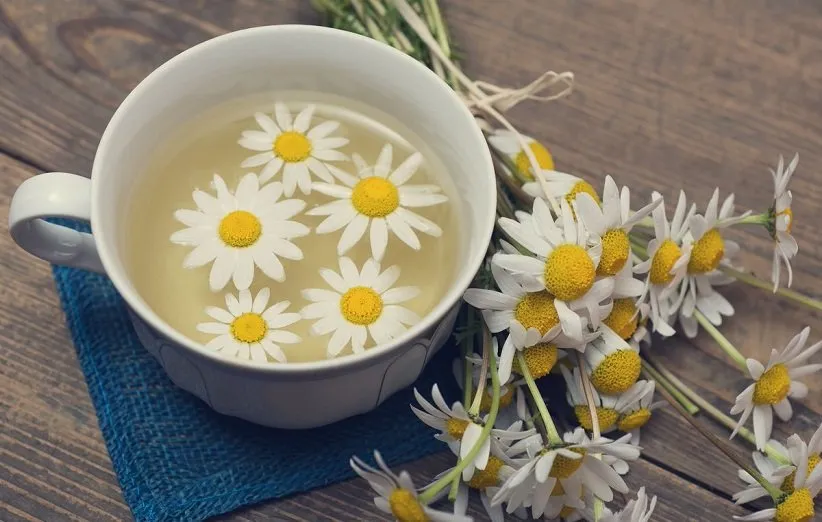 گیاه ضداسترس