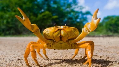 Crab