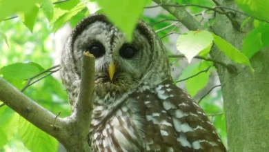 Gray owl