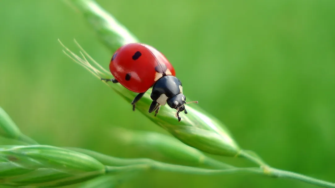 Ladybug