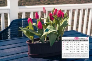 اردیبهشت 1404 5