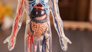 این اعضای بدن انسان هیچ استفاده‌ ای ندارند4