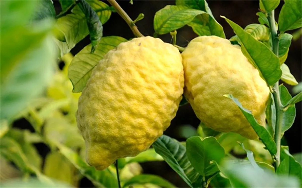 دمنوش بالنگ