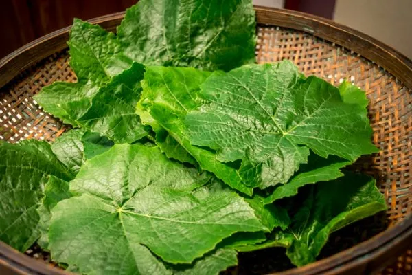 دلمه برگ مو تبریزی