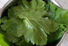برگ مو