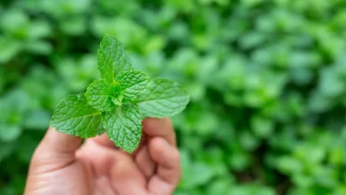 بهترین کود برای رشد نعناع1