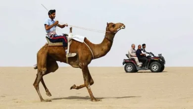 شترها راه را بر قطار در هرمزگان بستندفیلم