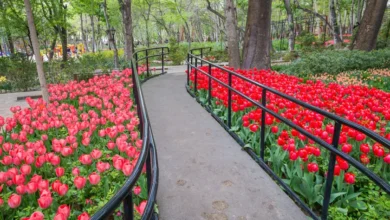 لاله‌زار باغ ایرانی