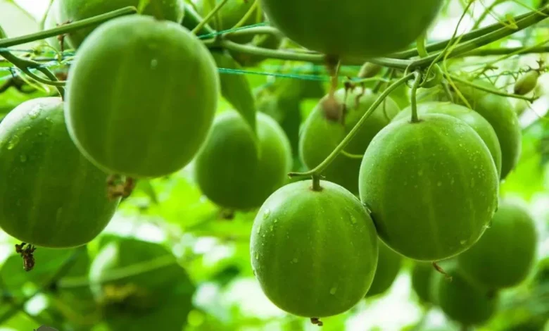 میوه