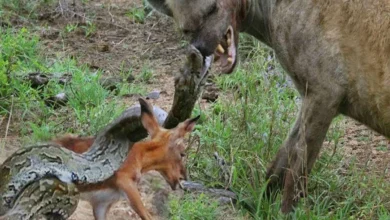 مبارزه خونین کفتار و مار پایتون بر سر بچه آهو