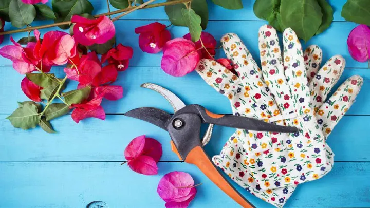 نگهداری از گل کاغذی