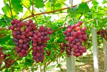 انگور برزیلی