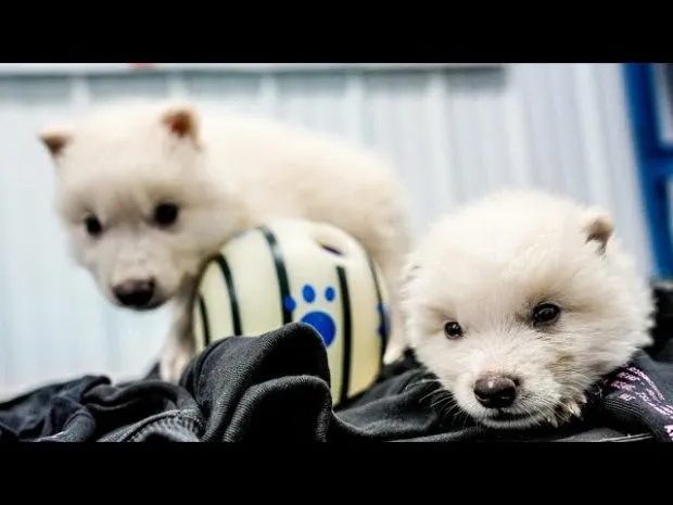 گرگ افسانهای