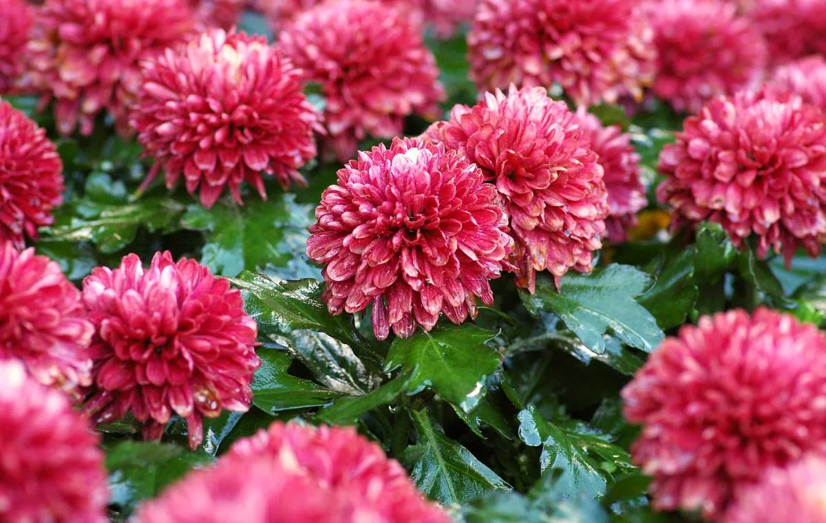 گل داوودی