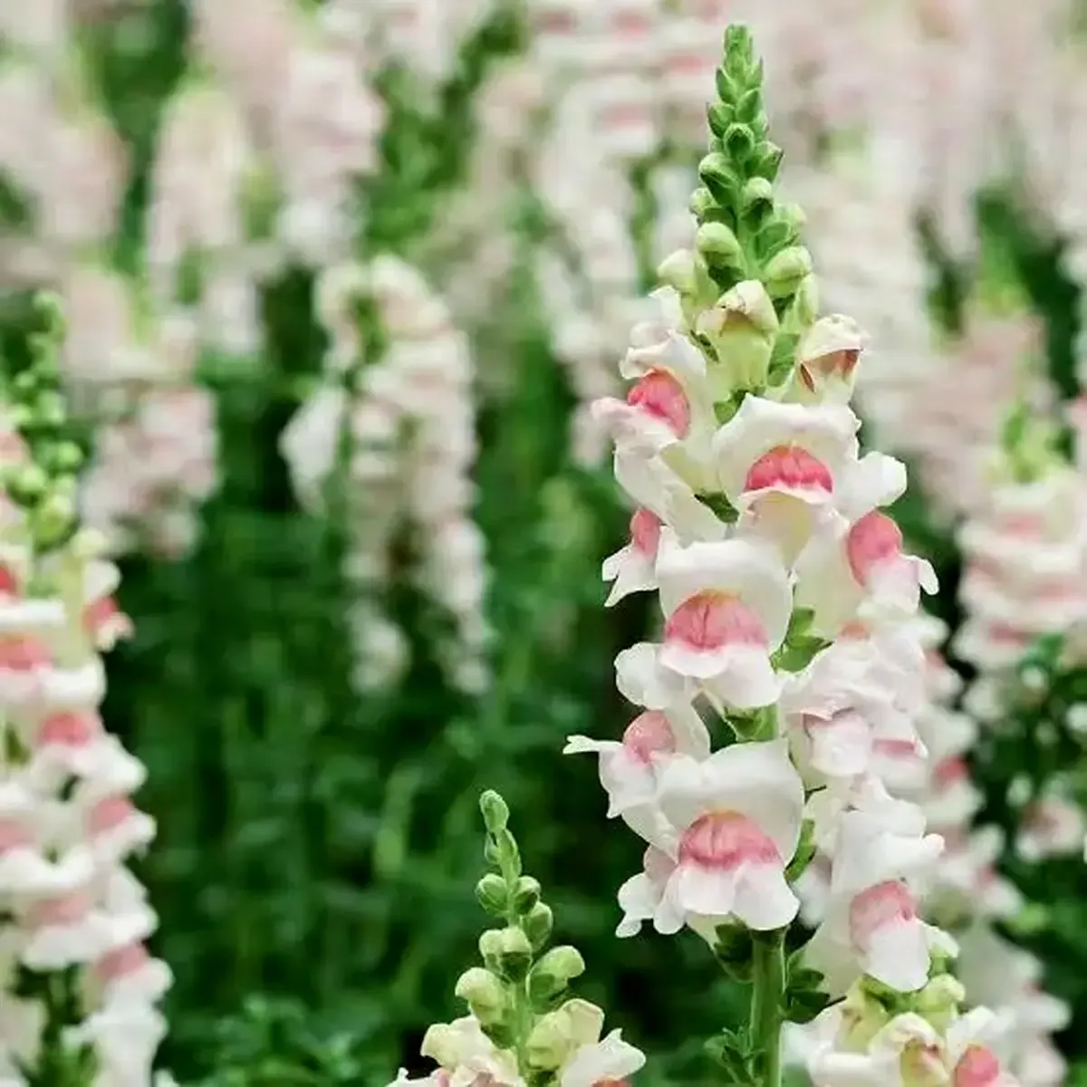 گیاهان آپارتمانی