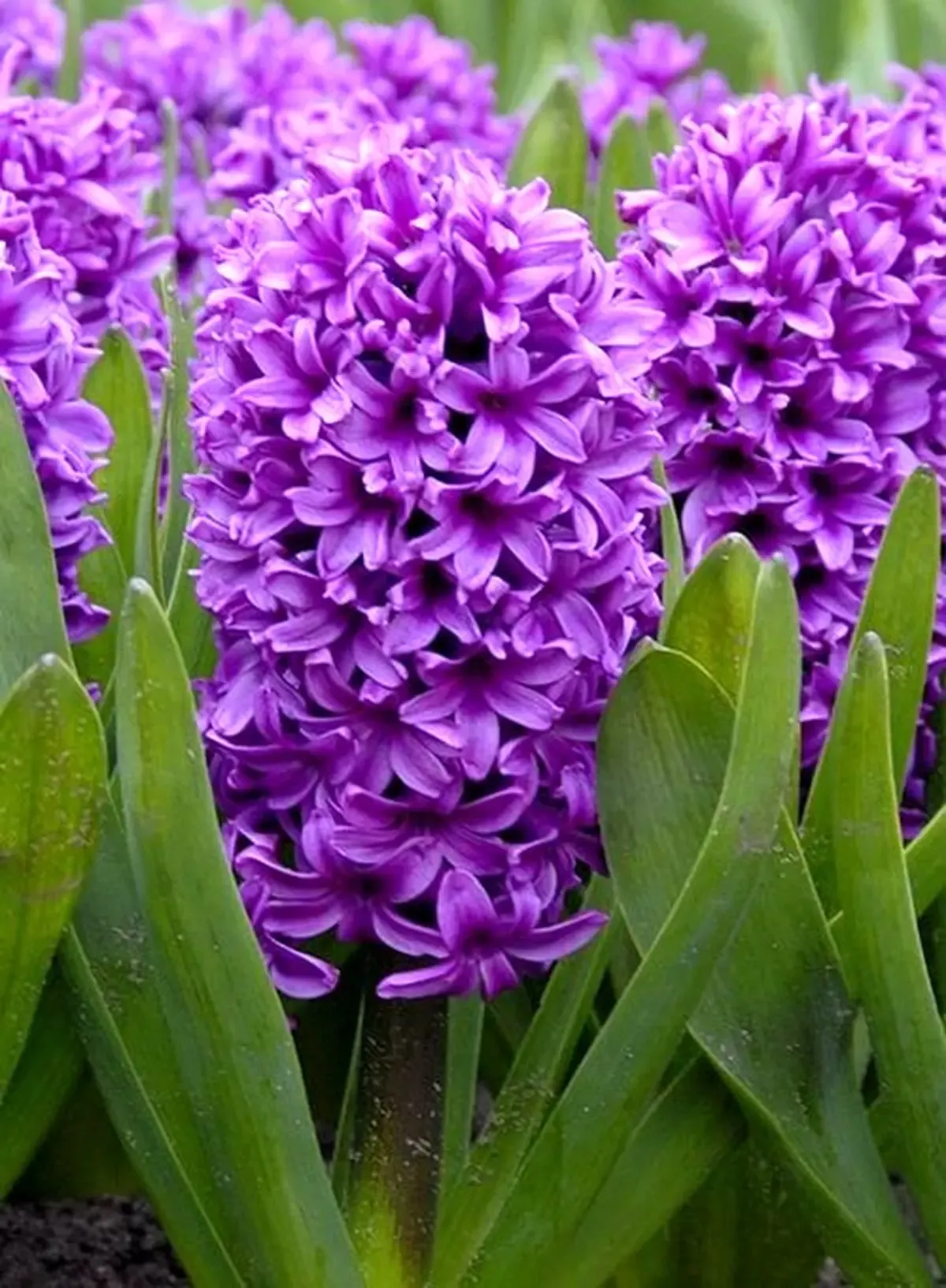 گیاهان آپارتمانی