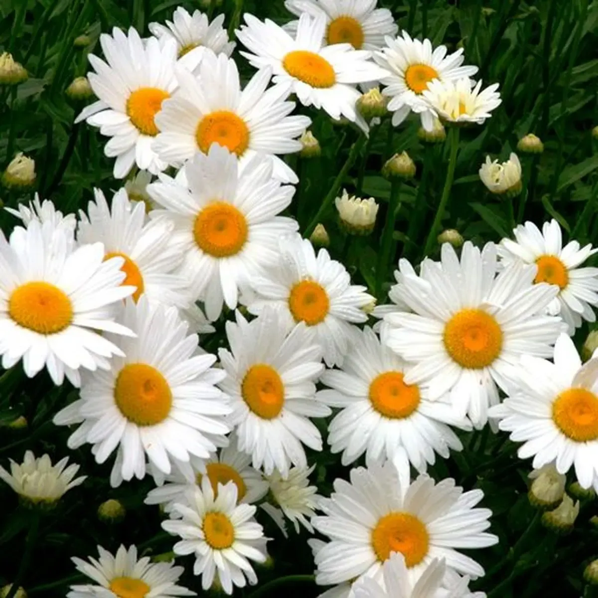 گیاهان آپارتمانی