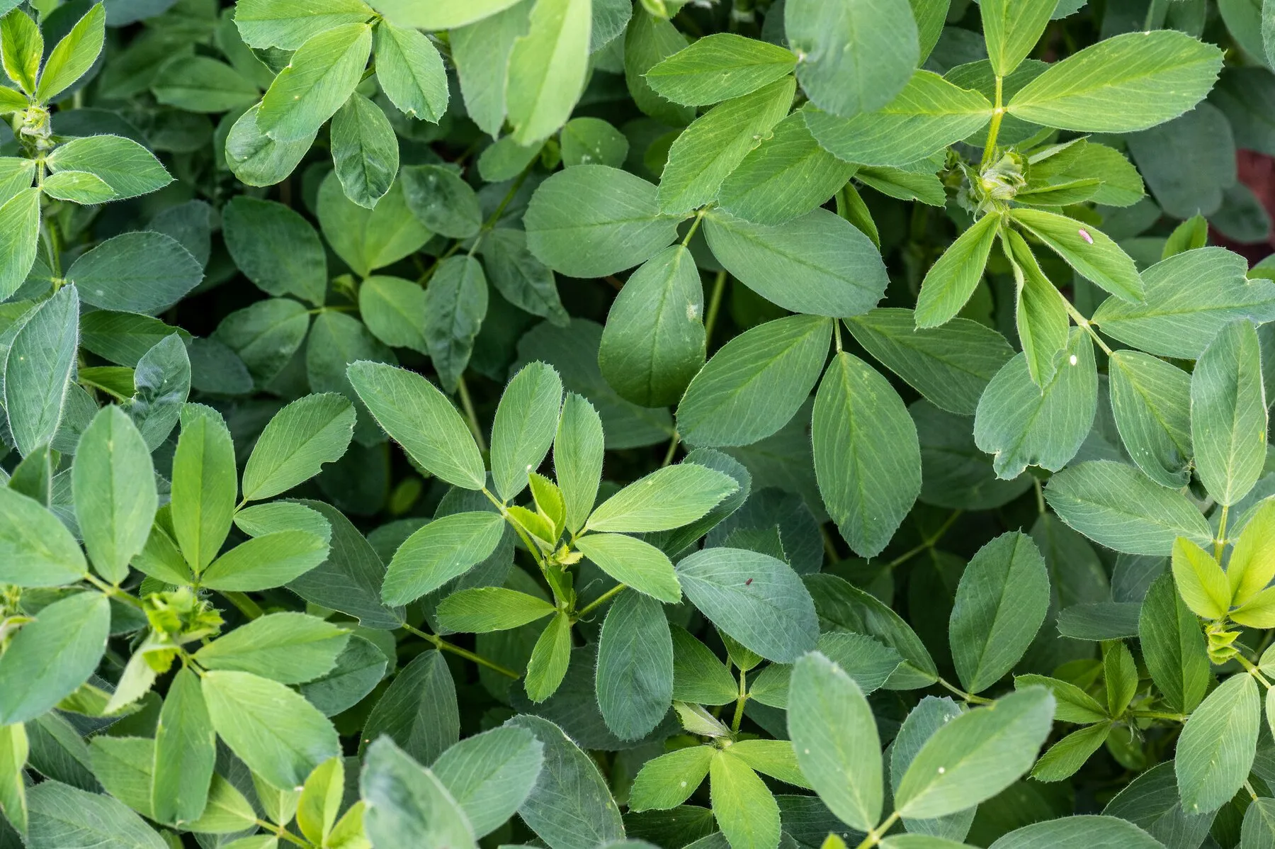 کاهش کلسترول خون