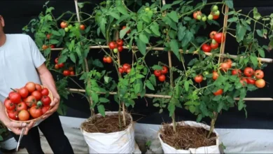 یک ایده جالب برای پرورش و برداشت گوجه در گونی فیلم