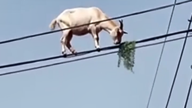 برزیل
