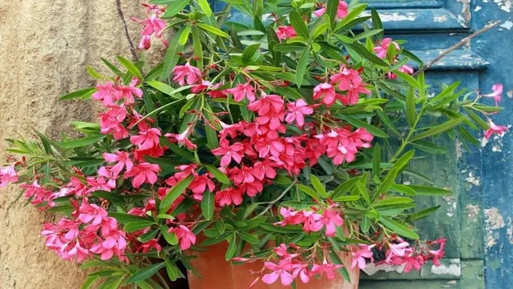 گیاه خرزهره