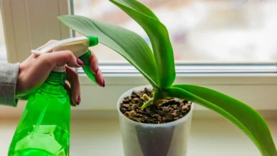 10 روش ساده و کاربردی برای از بین بردن شته گل