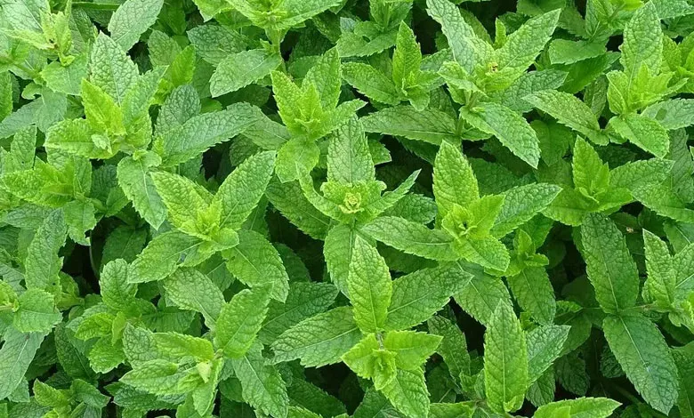 14 دارو گیاهی برای تسکین میگرن