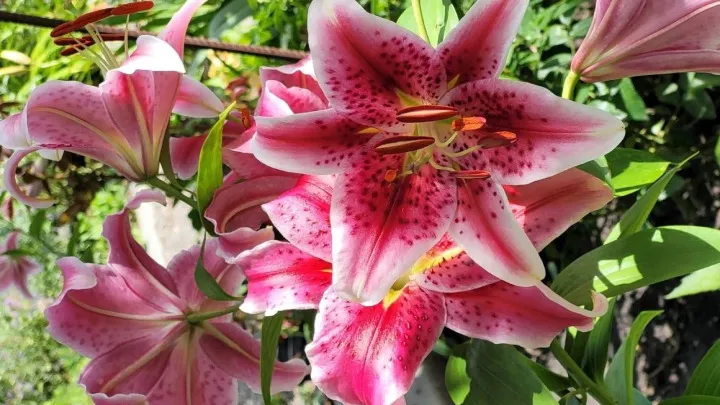 16 گیاه خانگی سمی و خطرناک1